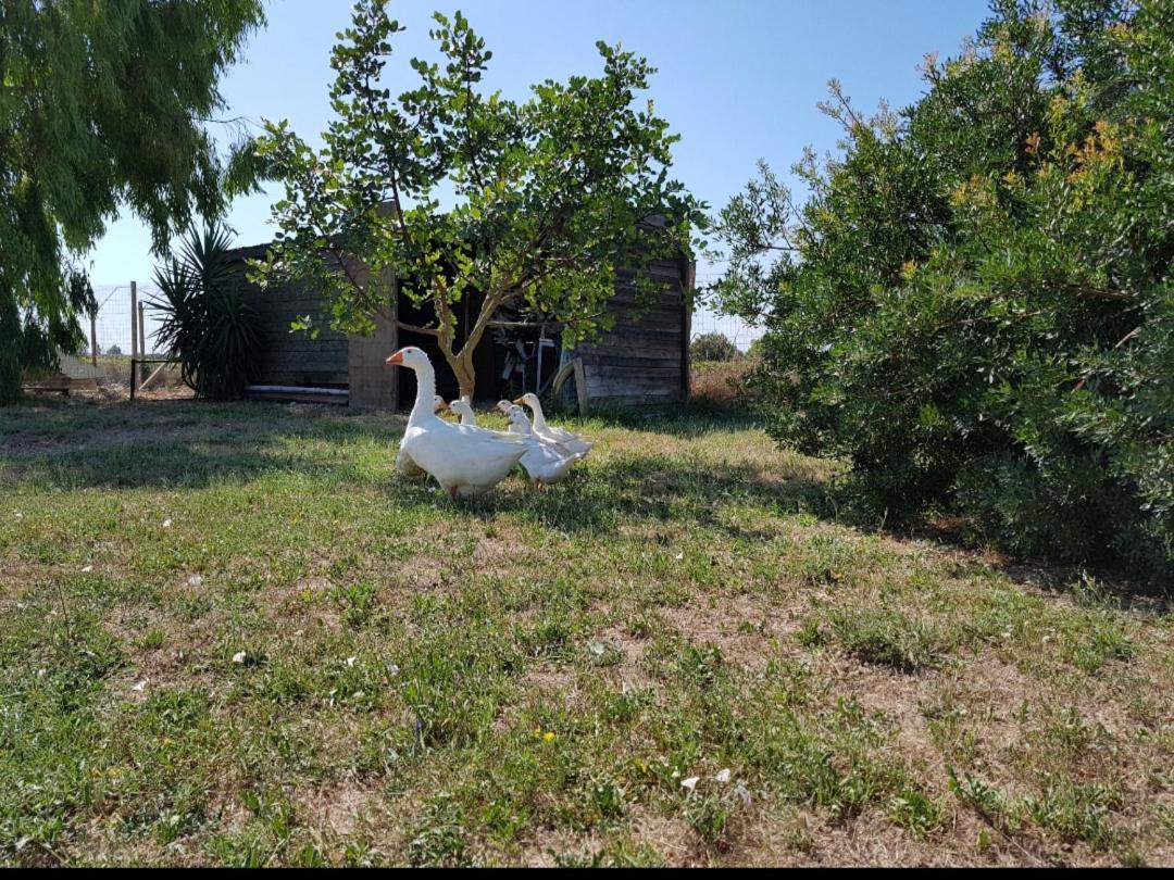 Salento Lapezzaaculuri Villa Guagnano Kültér fotó
